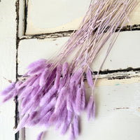 Dried Bunny Tail / Lagurus Ovatus