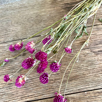 Naturally Dried  Strawberry Fields / Gomphrena Globasa