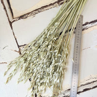 Naturally Dried / Coloured Oat / Avena