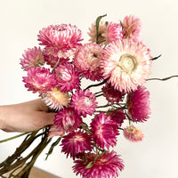 Naturally Dried Strawflower Daisy flower bunch - Helichrysum / Everlasting / Paper Daisy - stems / heads