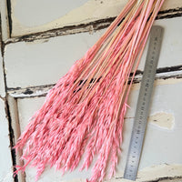 Naturally Dried / Coloured Oat / Avena