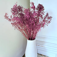 Preserved Broom Bloom / Genista