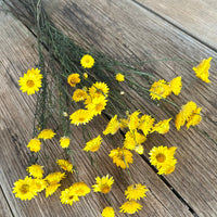Naturally Dried Mini Paper Daisy / Sticky Everlasting Mini Daisy /Xerochrysum Viscosum- Yellow