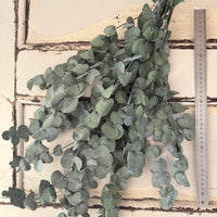 Preserved Eucalyptus / Gum