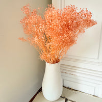 Preserved Broom Bloom / Genista