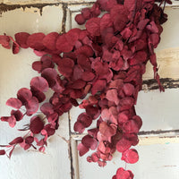 Preserved Eucalyptus / Gum