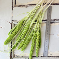 Dried Setaria / Foxtail Millet