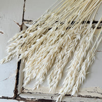 Naturally Dried / Coloured Oat / Avena