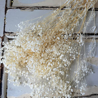 Preserved Broom Bloom / Genista