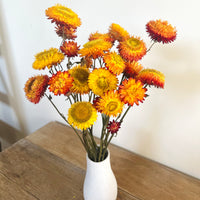 Naturally Dried Strawflower Daisy flower bunch - Helichrysum / Everlasting / Paper Daisy - stems / heads