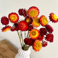 Naturally Dried Strawflower Daisy flower bunch - Helichrysum / Everlasting / Paper Daisy - stems / heads