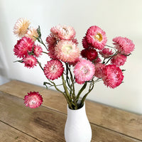 Naturally Dried Helichrysum - Everlasting / Paper Daisy / Strawflower - stems / heads