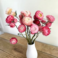 Naturally Dried Strawflower Daisy flower bunch - Helichrysum / Everlasting / Paper Daisy - stems / heads