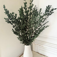 Preserved Eucalyptus / Gum