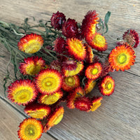Naturally Dried Strawflower Daisy flower bunch - Helichrysum / Everlasting / Paper Daisy - stems / heads