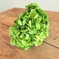 绣球花保存茎