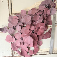 Preserved Eucalyptus / Gum