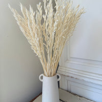 Naturally Dried / Coloured Oat / Avena