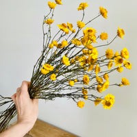 Naturally Dried Mini Paper Daisy / Sticky Everlasting Mini Daisy /Xerochrysum Viscosum- Yellow