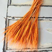 Dried Wheat