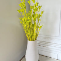 Naturally Dried / Coloured Nigella Flower