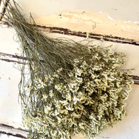 保存水晶草/卡斯佩亚