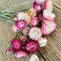 Naturally Dried Strawflower Daisy flower bunch - Helichrysum / Everlasting / Paper Daisy - stems / heads