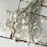 Naturally Dried Mini Everlasting Paper Daisy / Ammobium Daisy / Winged Everlasting - White