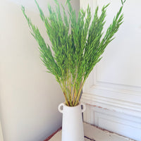 Naturally Dried / Coloured Oat / Avena
