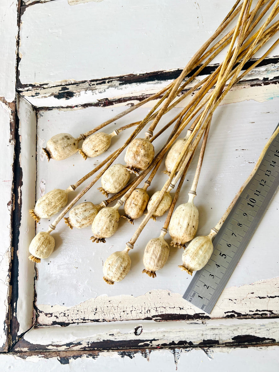 Naturally Dried Poppy Pods / Papaver - natural brown