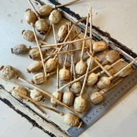 Naturally Dried Poppy Pods* / Papaver - natural brown