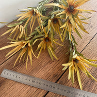 Naturally Dried Leucadendron - Australian Native