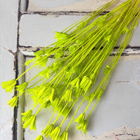 Naturally Dried / Coloured Nigella Flower