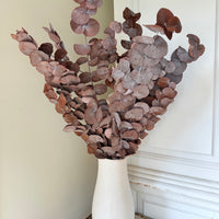 Preserved Eucalyptus / Gum