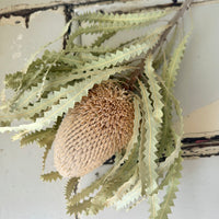 Naturally Dried Banksia & King Protea & Protea - Australian Native
