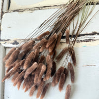 Dried Bunny Tail / Lagurus Ovatus