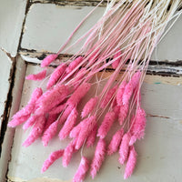 Dried Phalaris