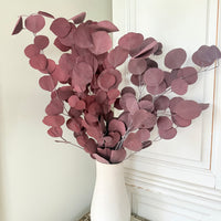 Preserved Eucalyptus / Gum