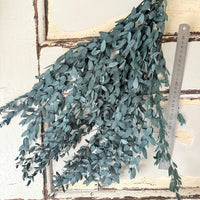 Preserved Eucalyptus / Gum