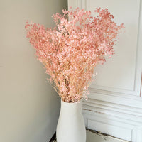 Preserved Broom Bloom / Genista