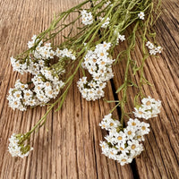 Naturally Dried Ixodia Mini Daisy / Mountain Daisy - White