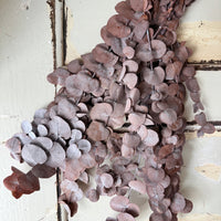 Preserved Eucalyptus / Gum