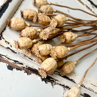 Naturally Dried Poppy Pods / Papaver - natural brown