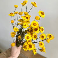 Naturally Dried Mini Paper Daisy / Sticky Everlasting Mini Daisy /Xerochrysum Viscosum- Yellow