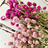 Naturally Dried  Strawberry Fields / Gomphrena Globasa