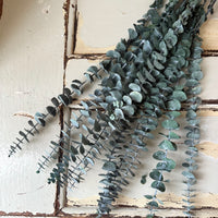 Preserved Eucalyptus / Gum