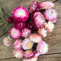 Naturally Dried Strawflower Daisy flower bunch - Helichrysum / Everlasting / Paper Daisy - stems / heads