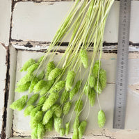 Dried Phalaris