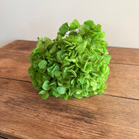Preserved Hydrangea Stem