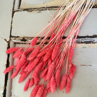 Dried Phalaris